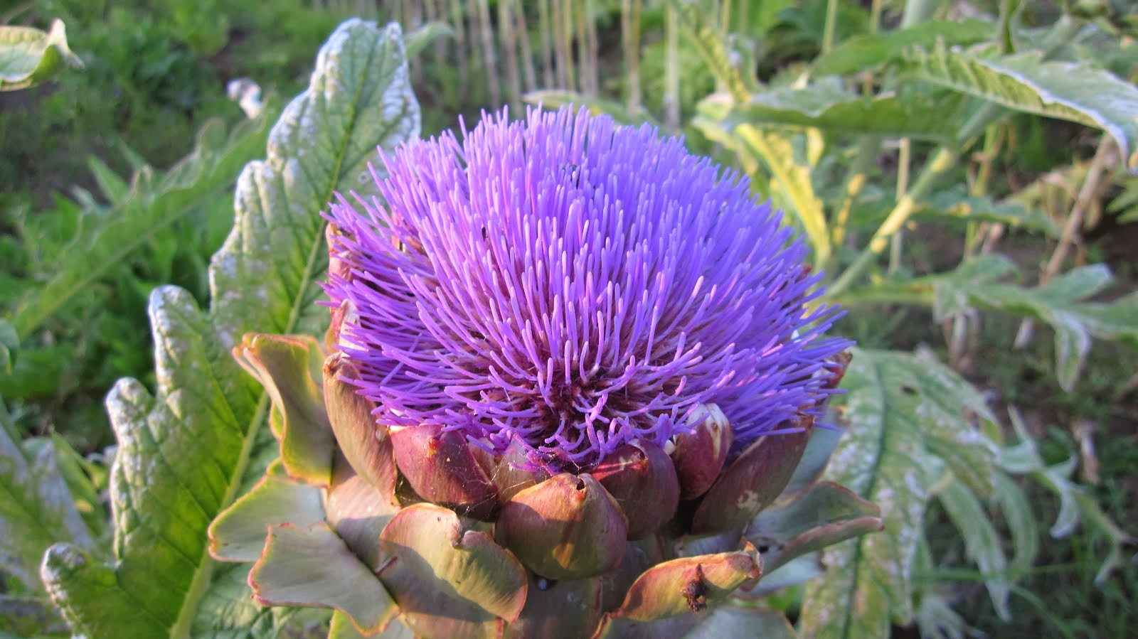 Globe Artichoke