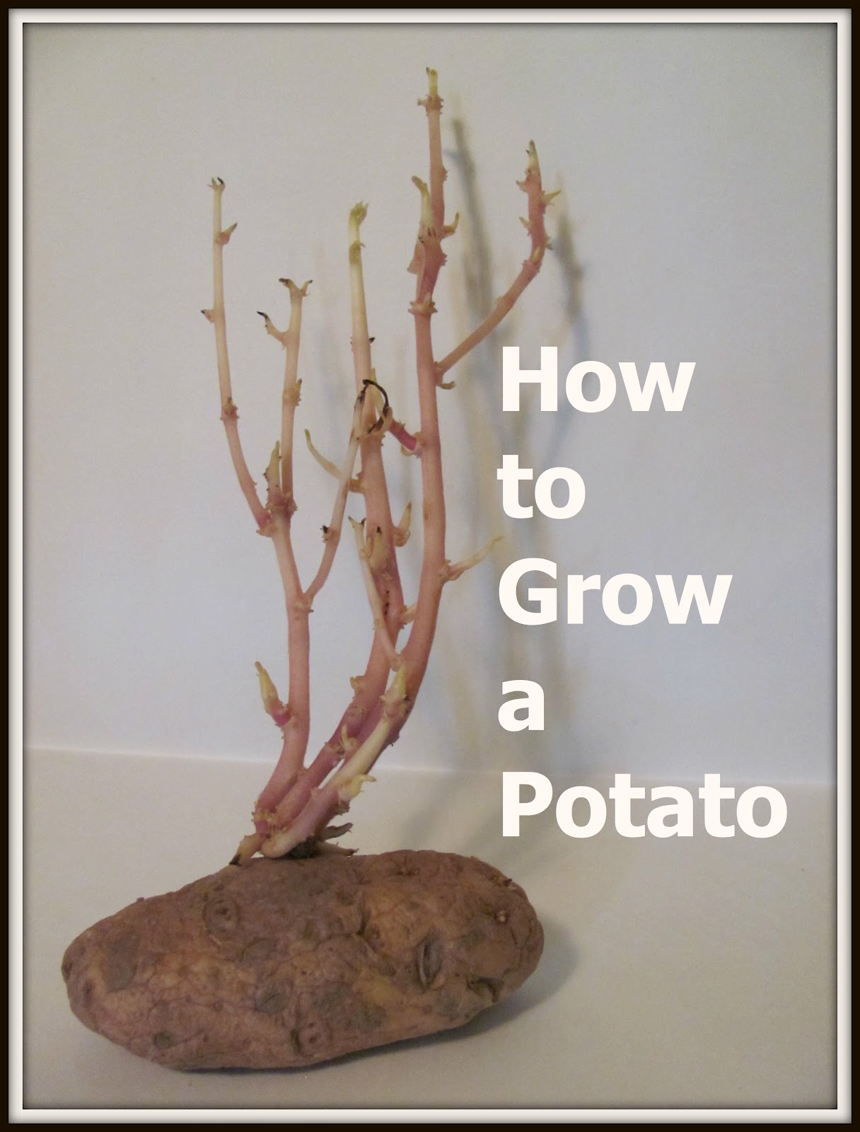 grow a potato