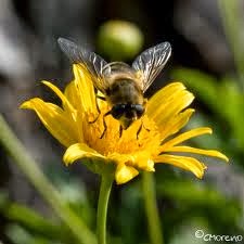 candidíase tem cura pdf