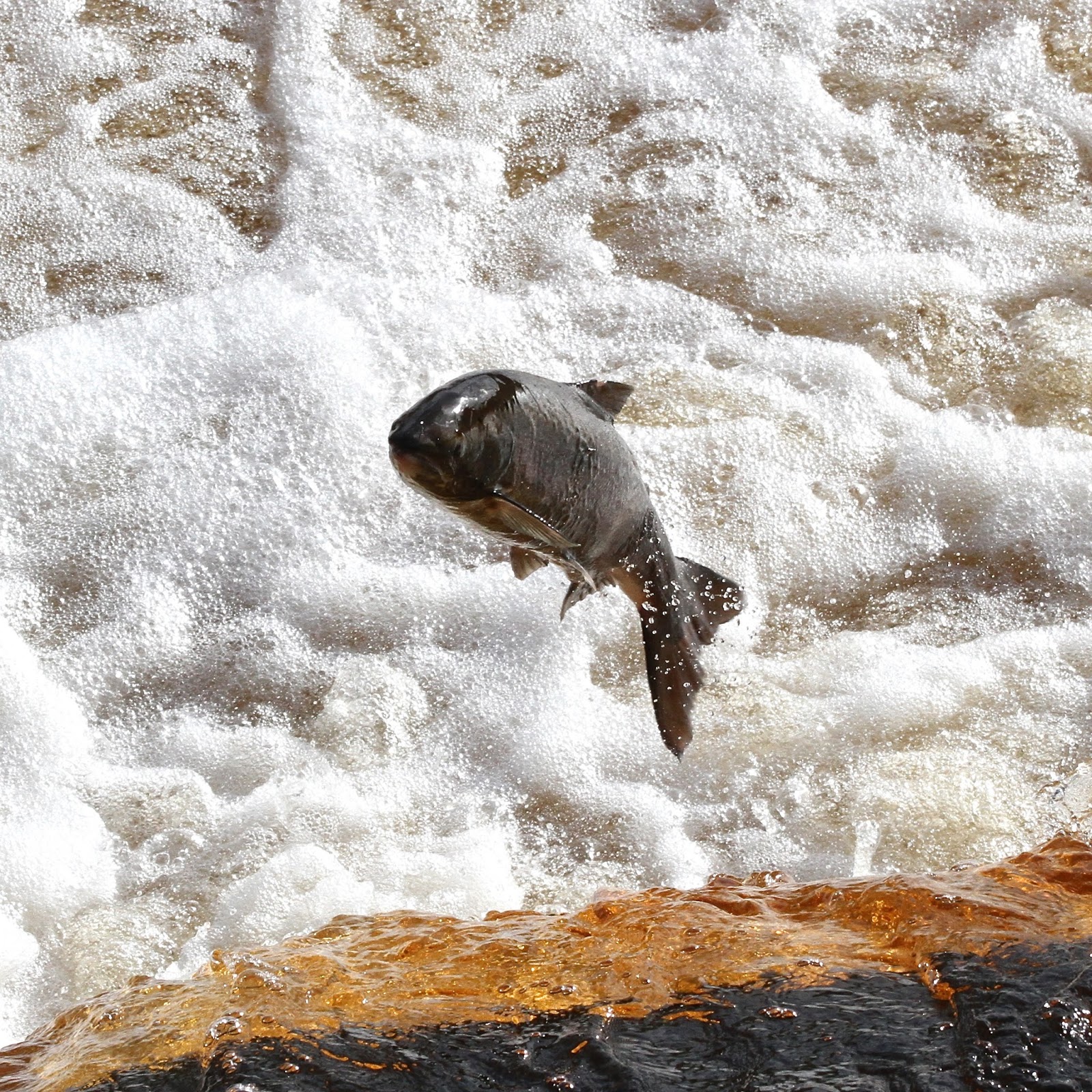 TrogTrogBlog Leaping salmon at Hexham weir
