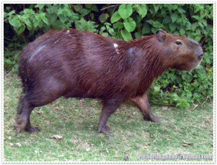 CAPIVARA