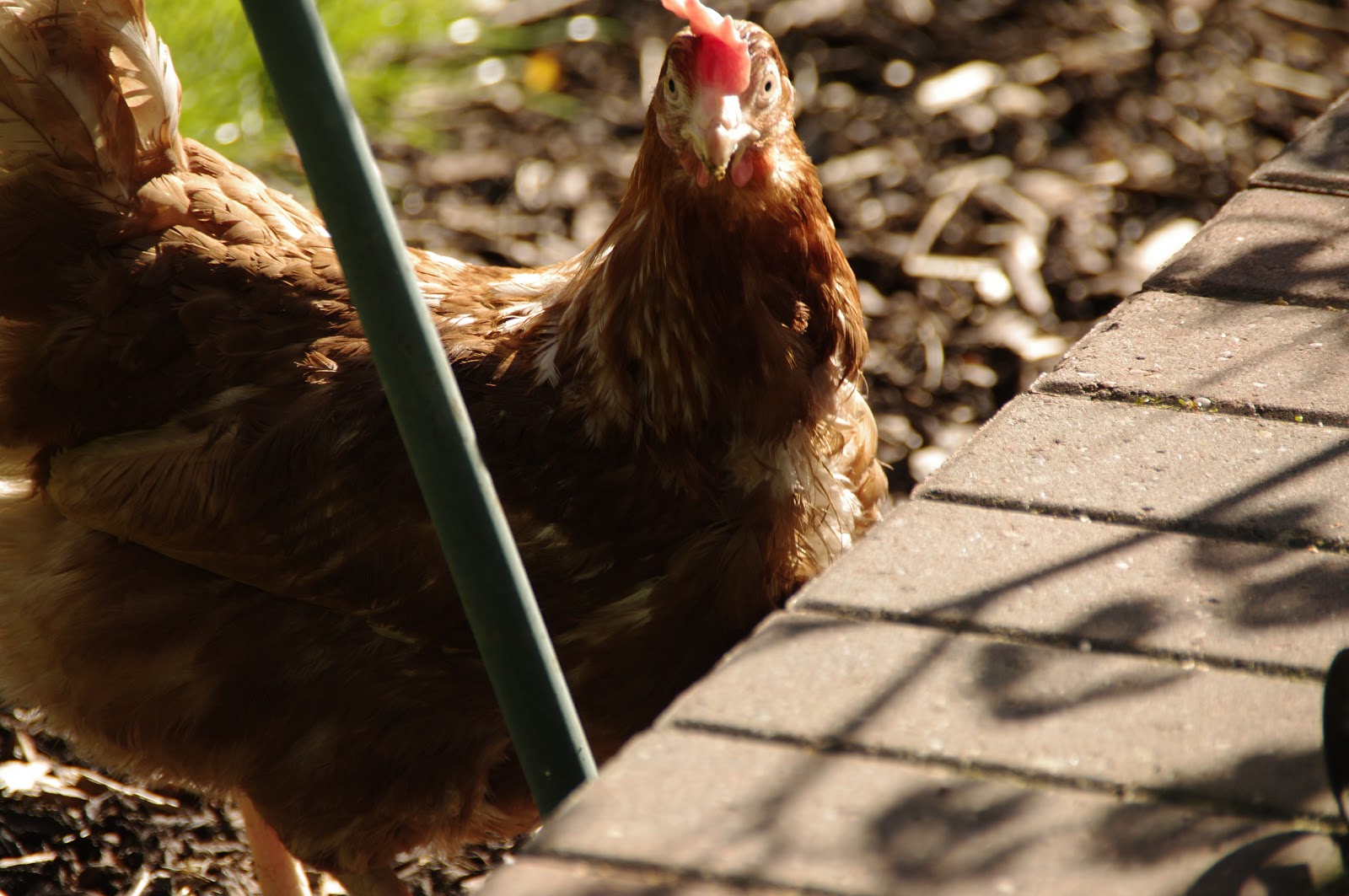 A little bit of heaven on a plate... Smoked mackerel flan recipe