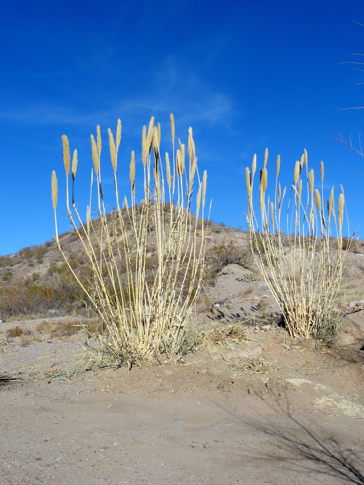 danger garden A few driveby’s in T or C, New Mexico...