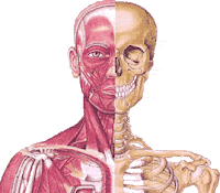Anatomía Piel