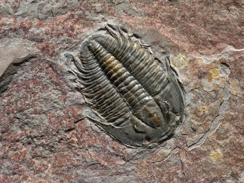 trilobite fossil.