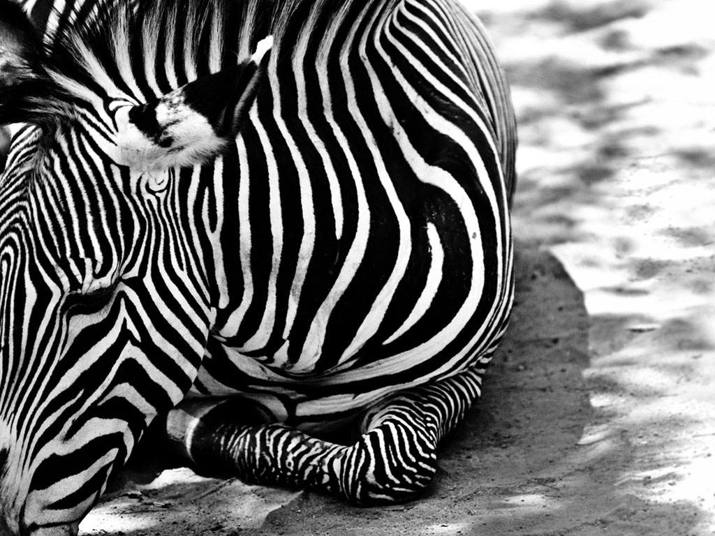 zebra wallpaper Clickandseeworld is all about FunnyAmazingpictures