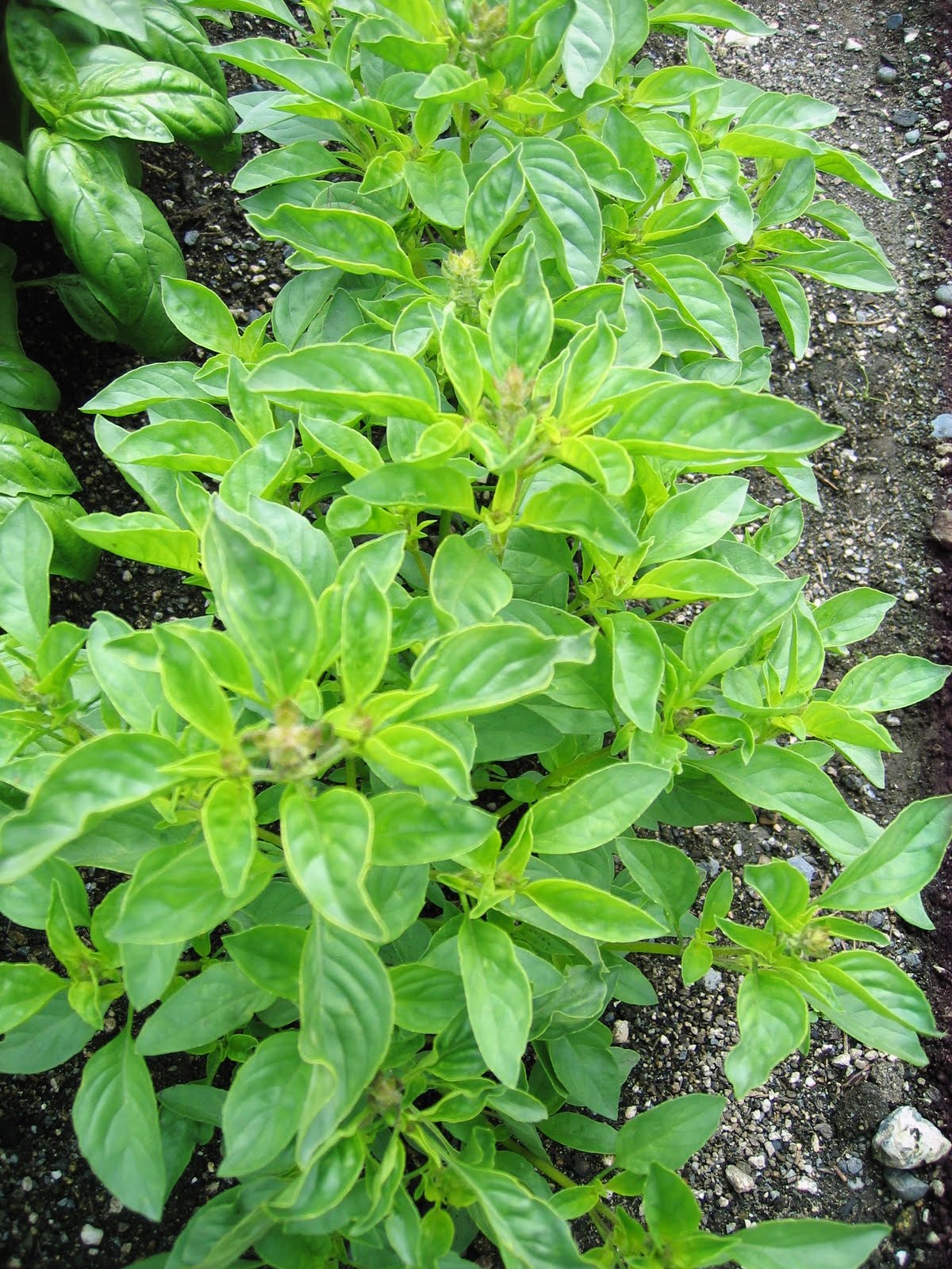 KTemoc Kongsamkok The notsohumble Basil