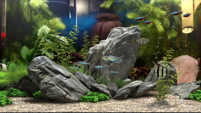 3d Rock Aquarium Background4