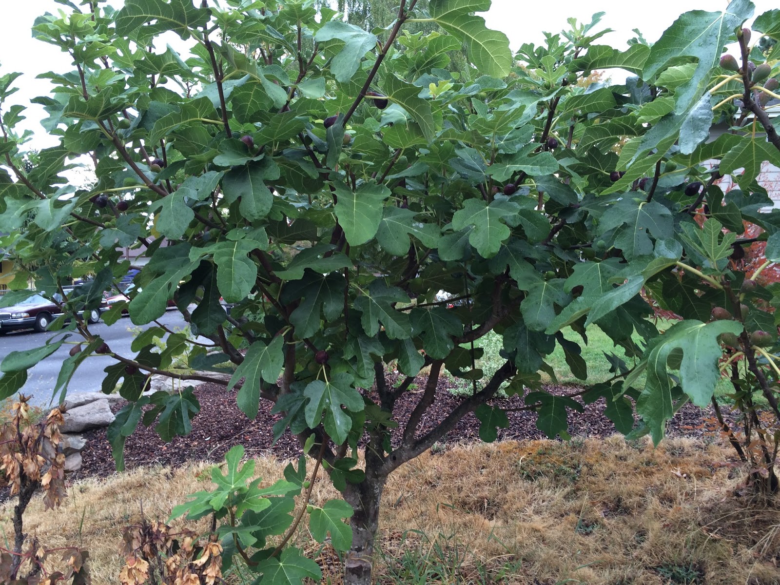 Hardy Chicago Fig Tree