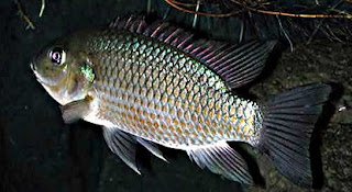 Tips Jitu Teknik Memancing,umpan mancing ikan nila di danau, Tips Jitu Teknik Memancing,umpan mancing ikan nila di danau,kolam,nila liar,nila merah,