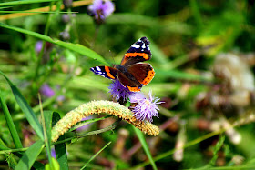 Kulturschock Gedicht Wer Schmetterlinge Lachen Hort