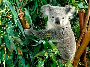 koala