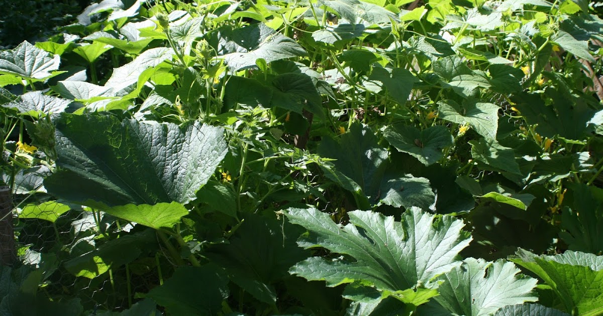 The Little Backyard Farm Zucchini garden