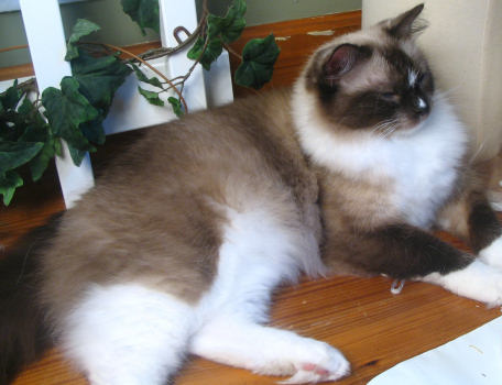 brown ragdoll cat