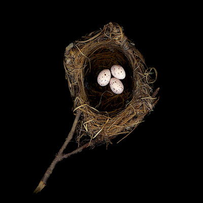 [Image: bird-nests-sharon-beals-09.jpg]
