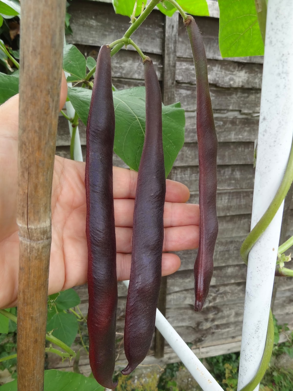Down on the Allotment July 2014