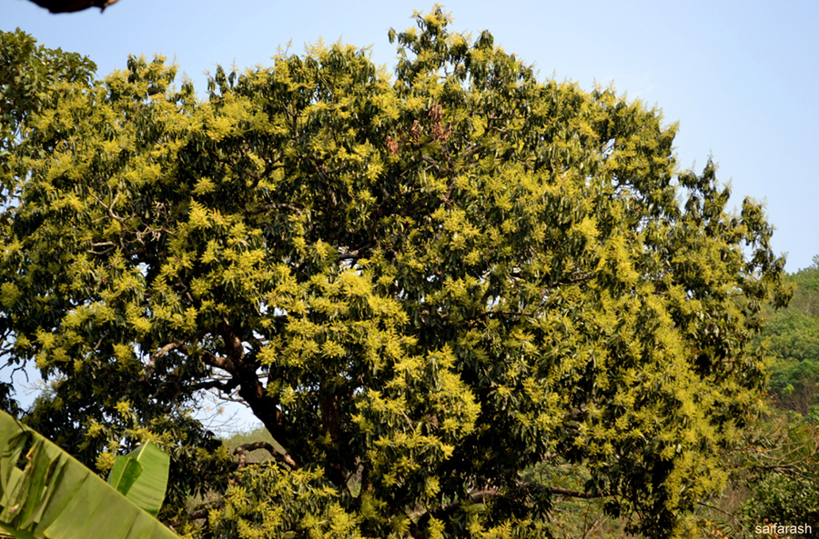 Saif Arash Photography A mango tree in full bloom in Kerala, India