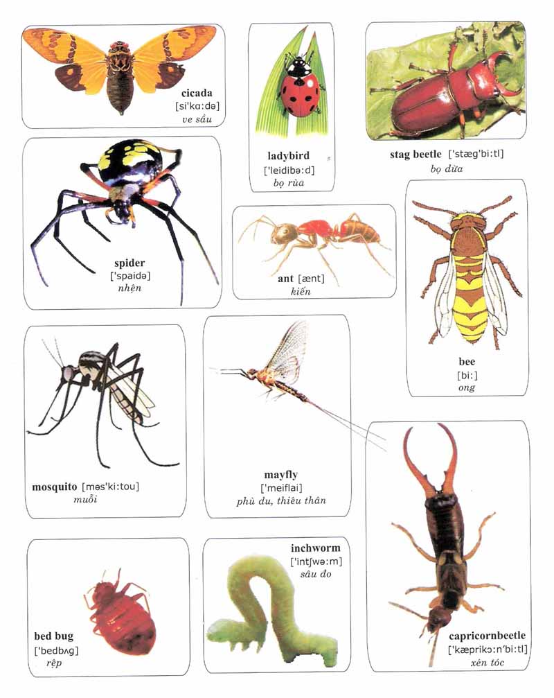 Learning Vocabulary with Pictures Insects 1