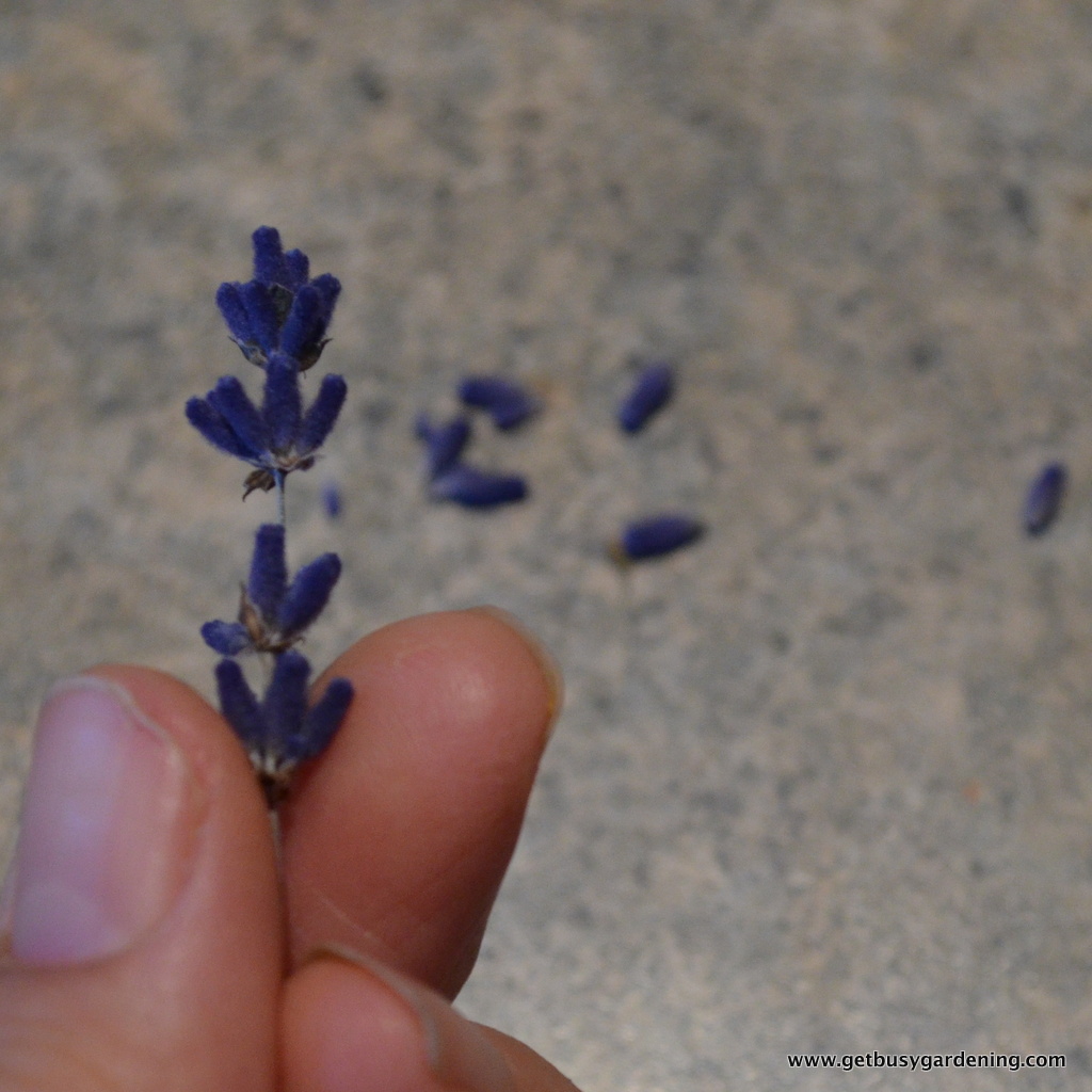 How to Harvest, Dry and Use Lavender Get Busy Gardening
