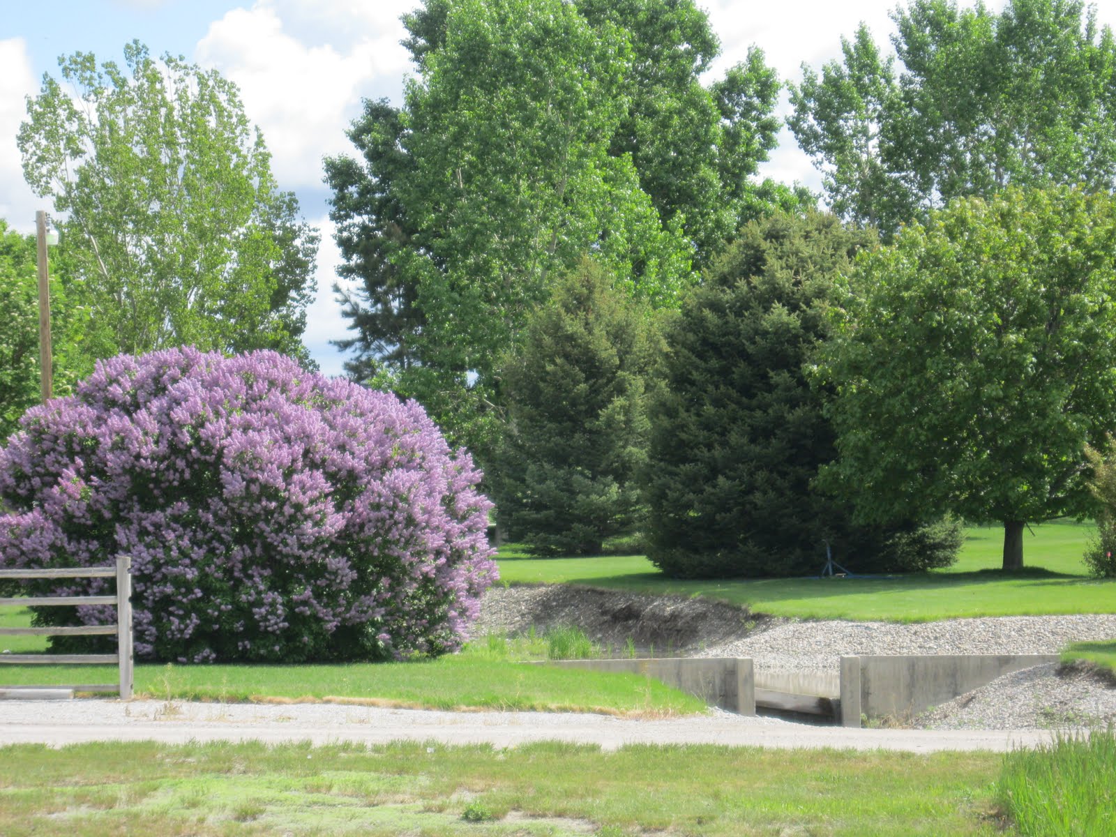 The Grass Rhizome Growing Tips For Fragrant Lilacs