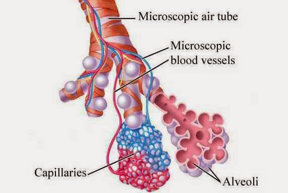 SHARING Sistem Respirasi Pada Manusia