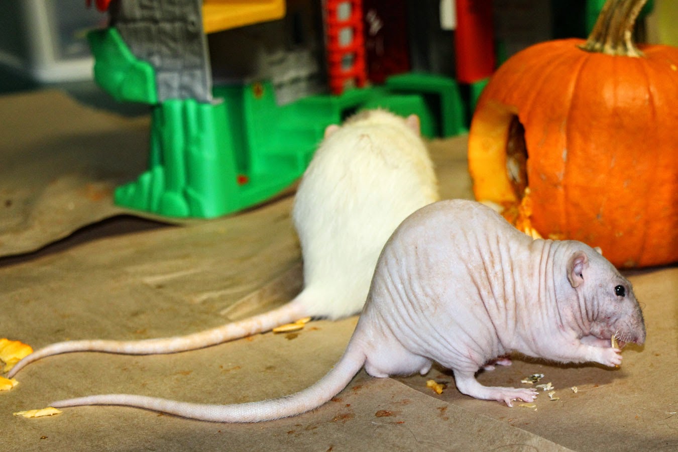 Ratropolis November 2014