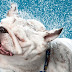 No Hot Pets: ένα πρόγραμμα για τους σκύλους στα ζεστά αυτοκίνητα...
