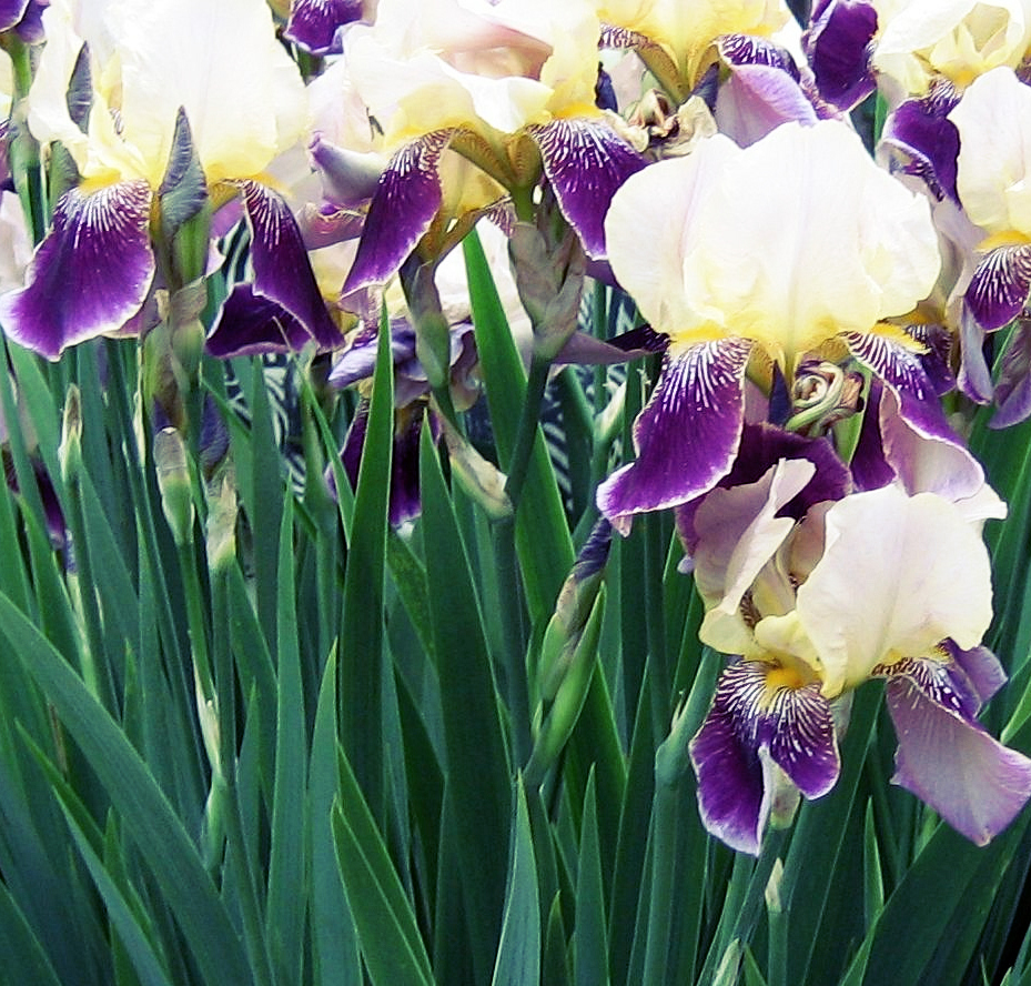 Allsparklesofnow Irises