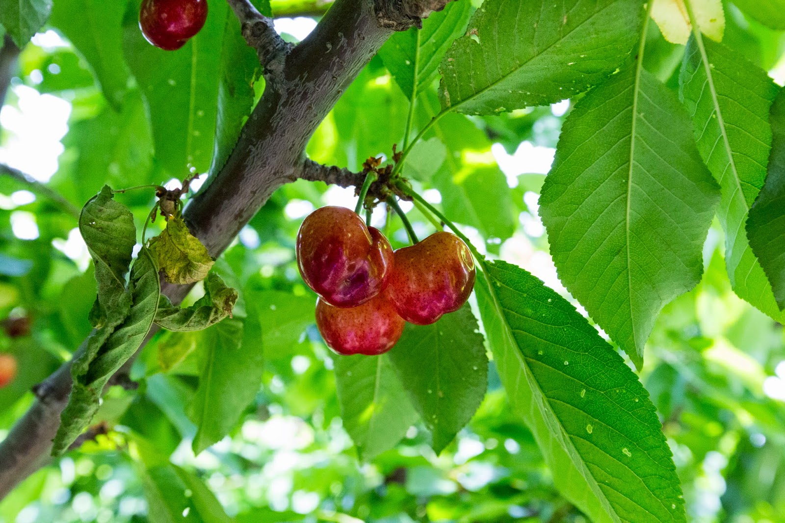 Naturetastic Blog Cherry Picking in Brentwood, CA