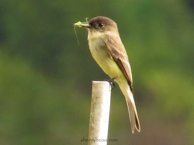 fee bee call