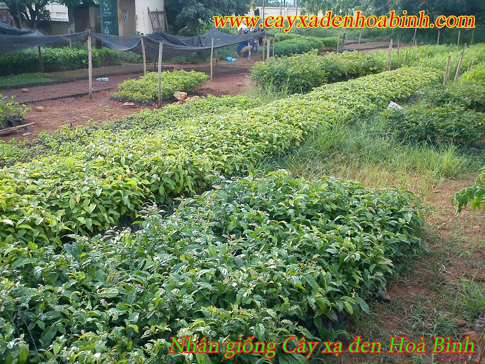 Nhan+Giong+Cay+Trong Nhan Giong Cay Trong http://www.pic2fly.com/Nhan+Giong+Cay+Trong.html