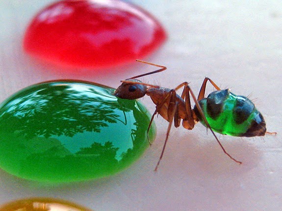 Estas formigas semi-transparentes são o que comem