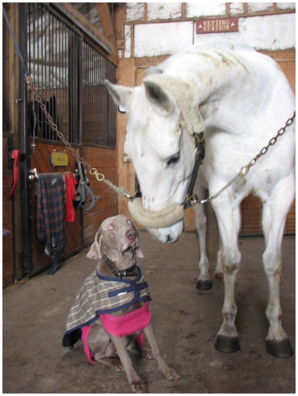 Horses, Writings and Whims SAFE HORSE HANDLING