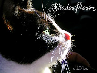 Shadowstar-Leader