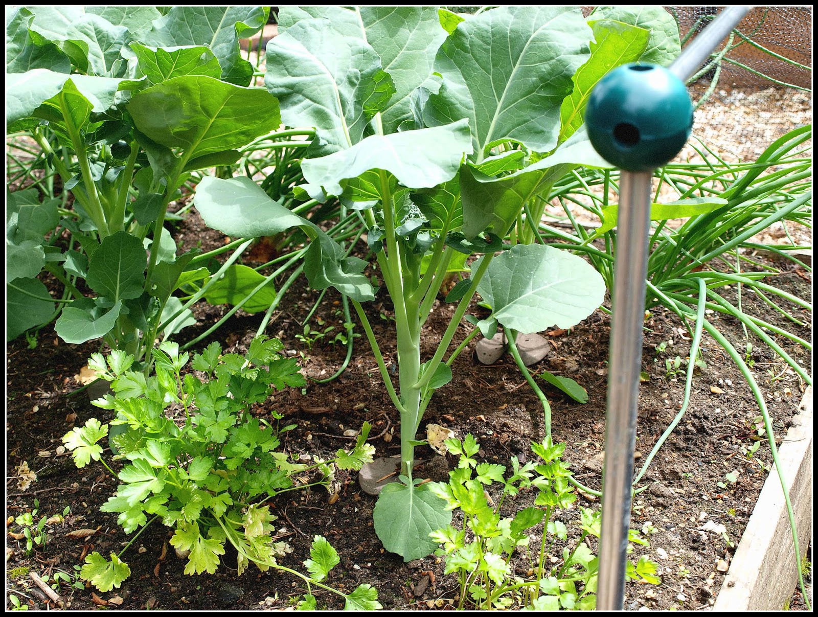 Mark's Veg Plot Summer Broccoli "Tenderstem"