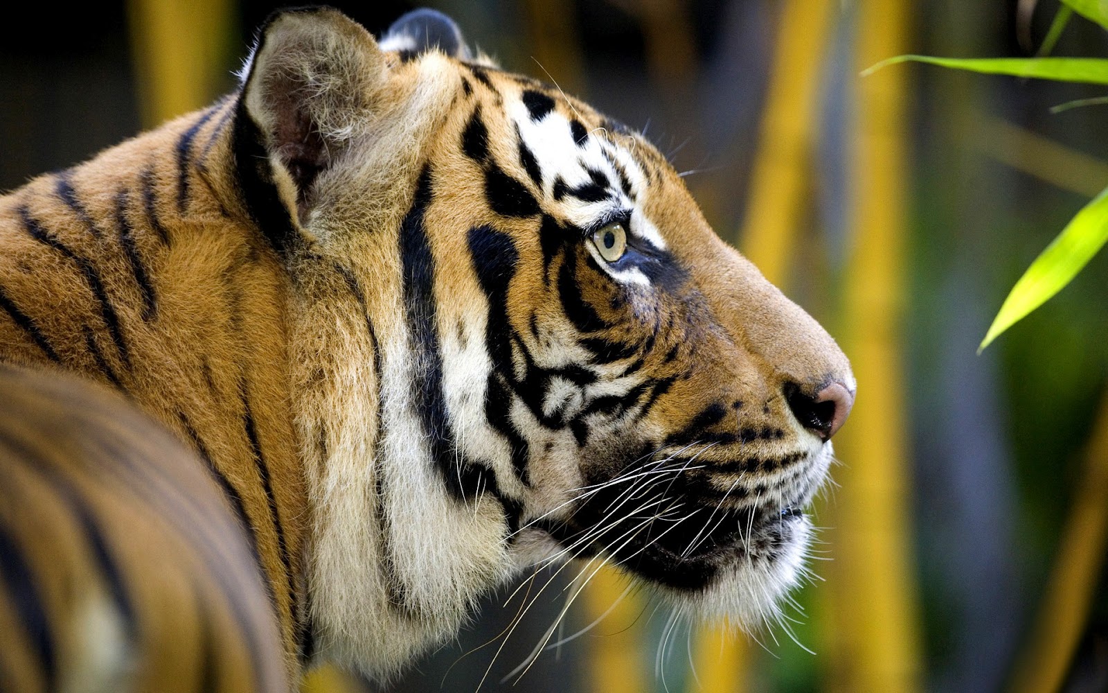tiger full hd wallpapers