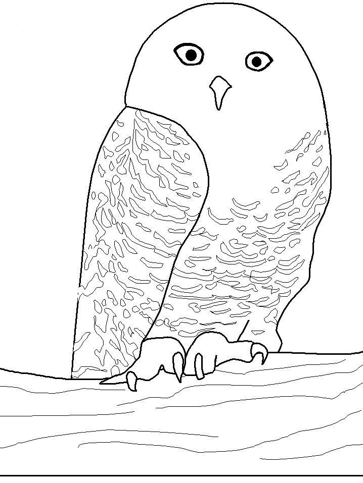 Owls Animal Coloring Pages Pictures