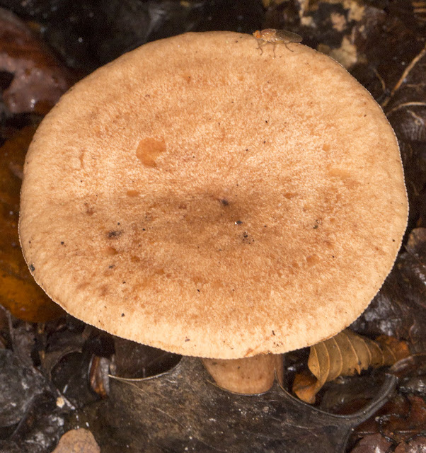 Lactarius quietus, Oakbug Milkcap.   Keston Common, 19 October 2013.