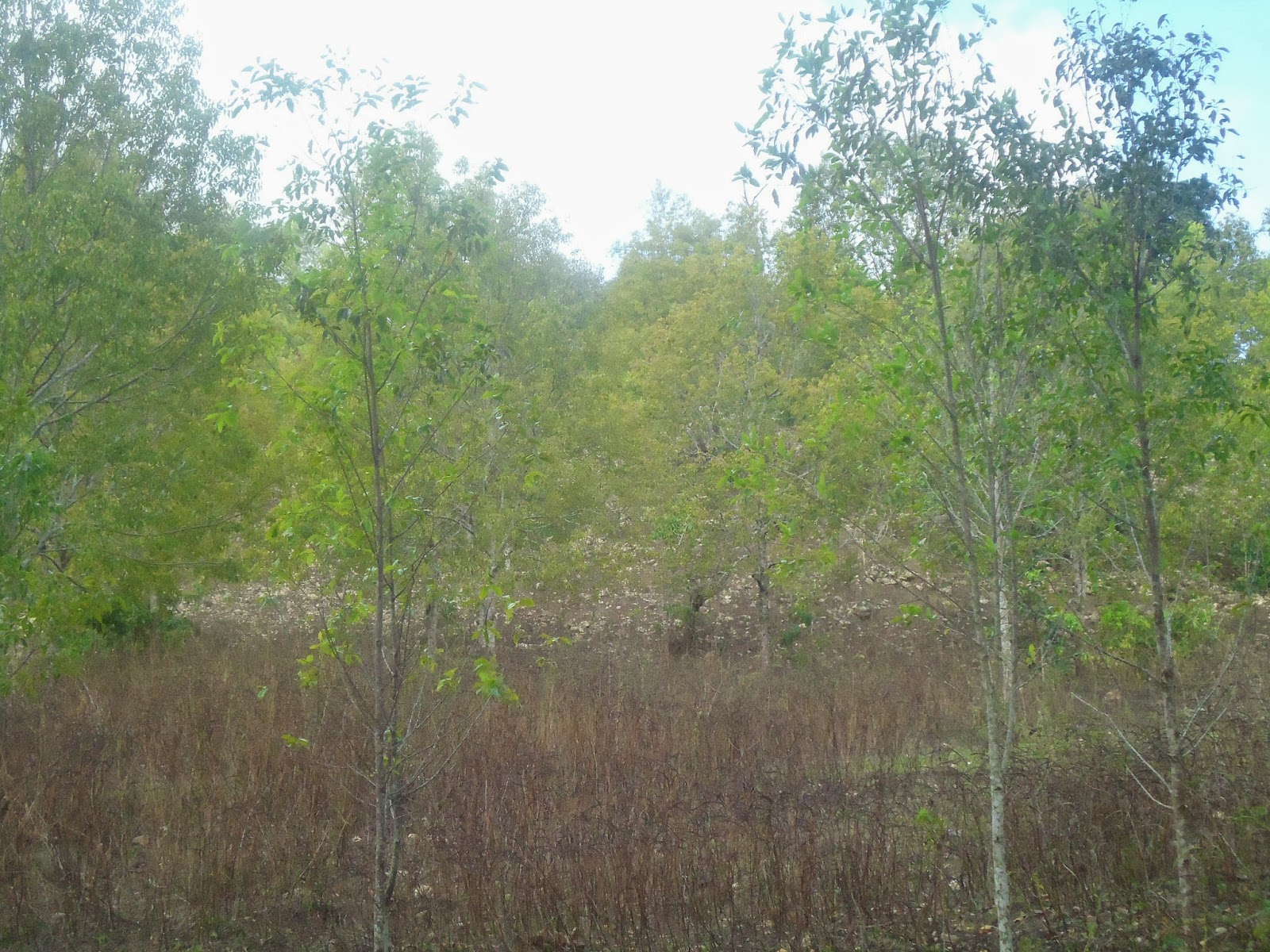 Iliomar AiKameli iha Sub.Distrito Iliomar