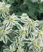 Euphorbia Snow on the Mountain