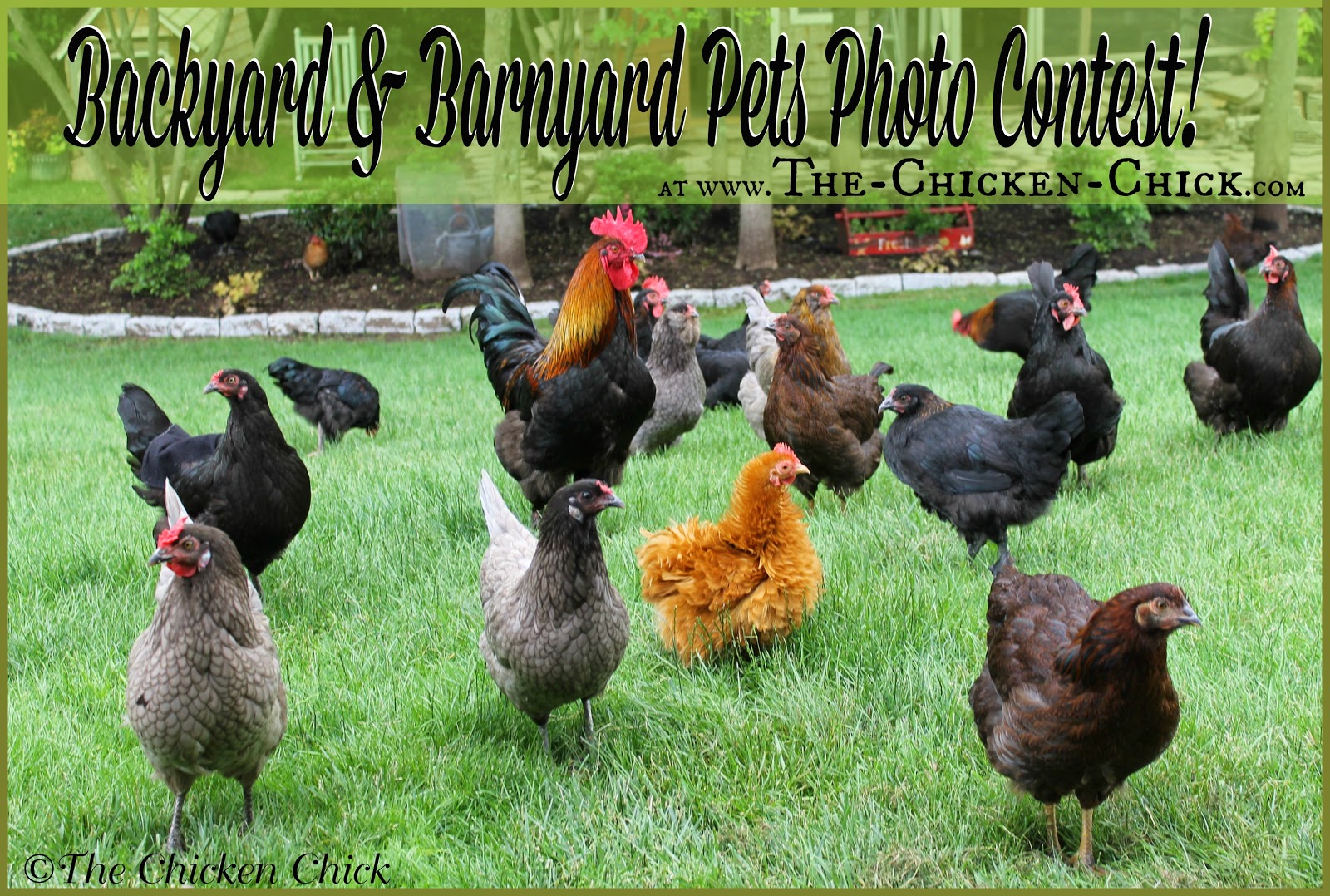 Backyard & Barnyard Pets Photo Contest Get in on the Fun! Backyard & Barnyard Pets Photo Contest Get in on the Fun!