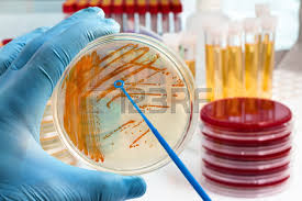 JUAL ANEKA CULTURE MICROBE