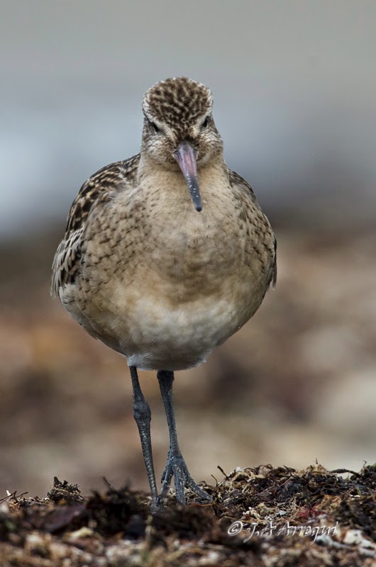 Aguja colipinta, Limosa lapponica, Bar-tailed Godwit Aguja colipinta, Limosa lapponica, Bar-tailed Godwit