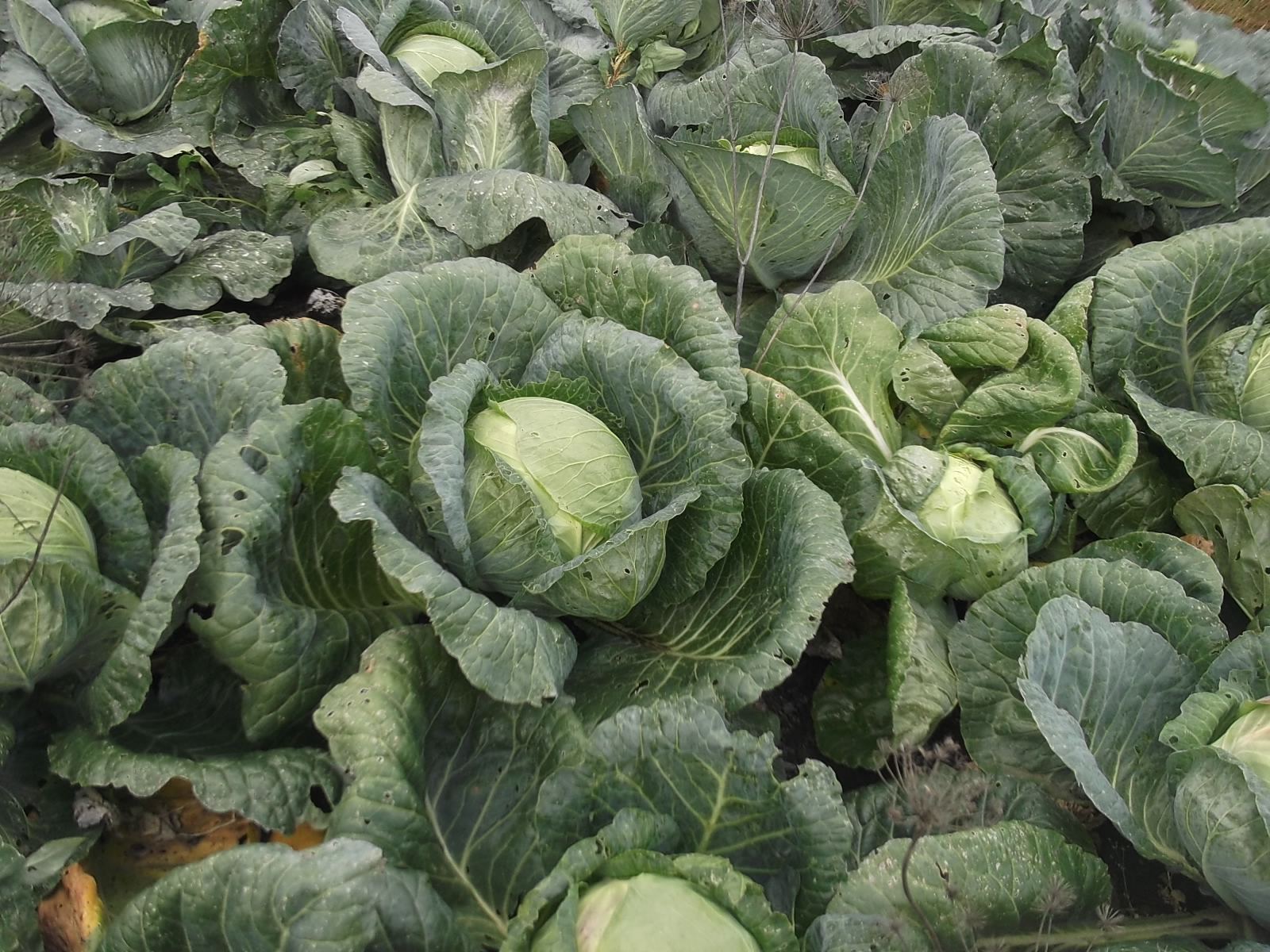 Brassica oleracea l.