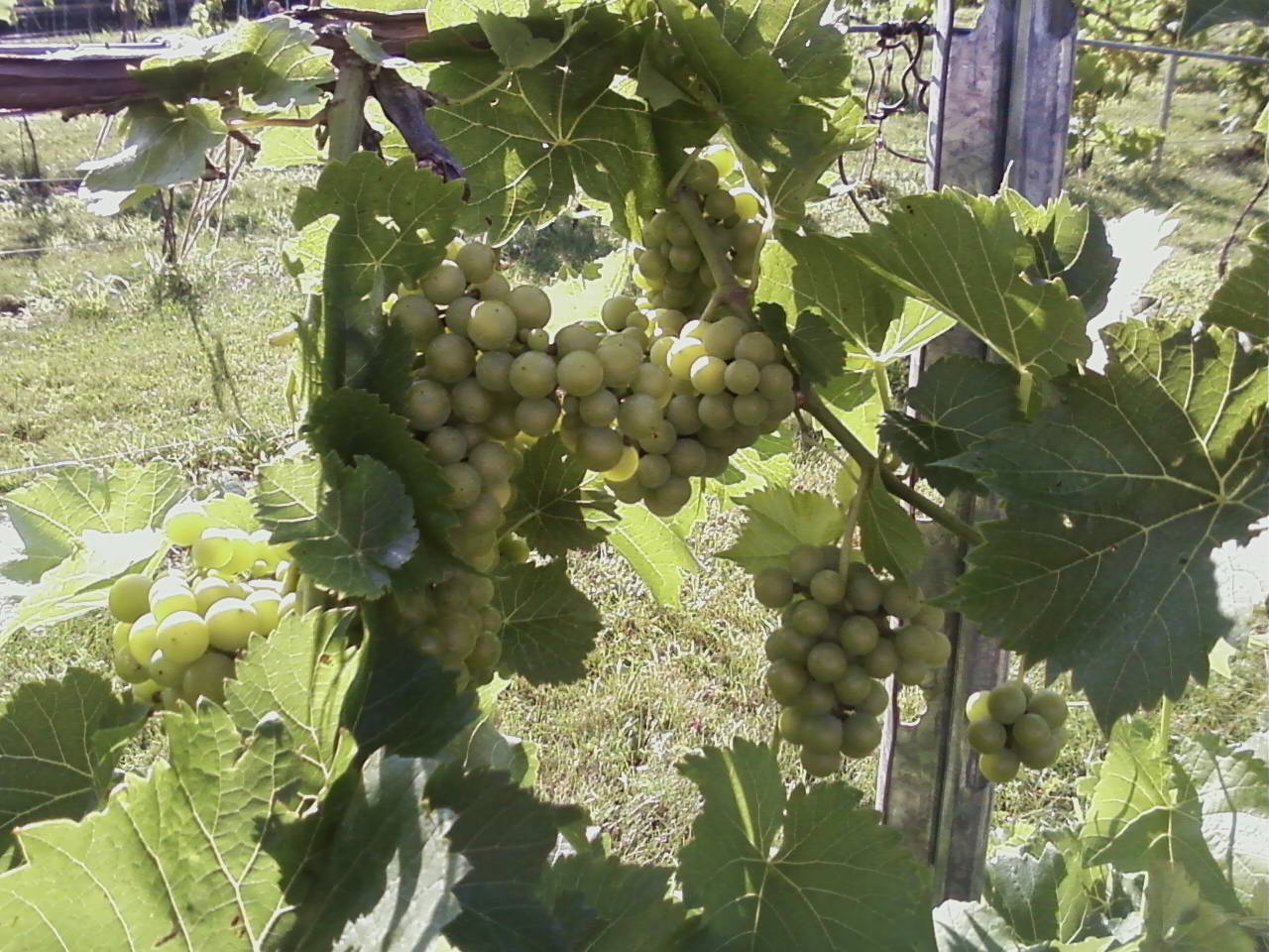 East Coast Wineries New York Wine Grape Growers Meet Your Local