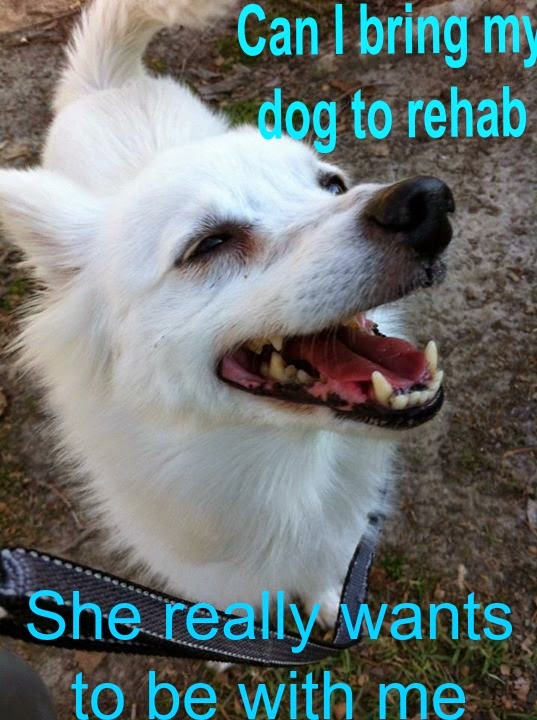 Rehab Where I Can Bring My Dog Rehab Where I Can Bring My Dog