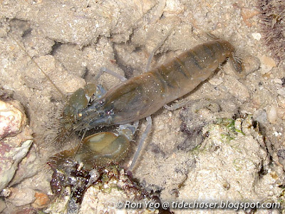 Snapping Shrimp (Alpheus sp.) Snapping Shrimp (Alpheus sp.)