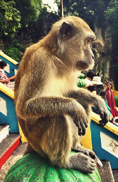 Demi Lovato MalaysiaNextTopMonkey Batu Caves