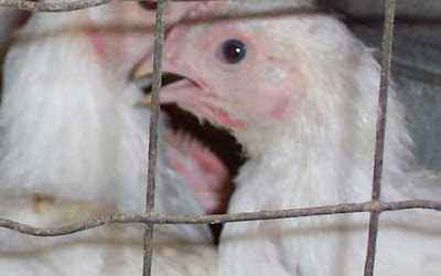 gambar broiler dalam kandang peluang usaha ternak ayam