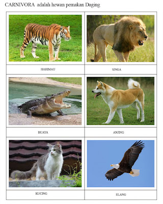 81 Gambar Hewan Pemakan Daging Karnivora Gratis Terbaru Gambar Hewan